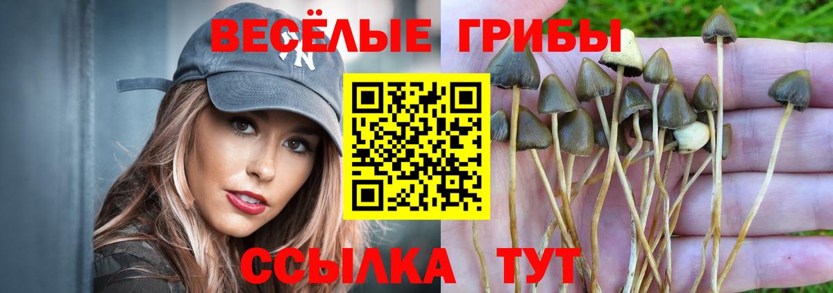 Сарапул  Псилоцибиновые грибы Cubensis  Вход с VPN 